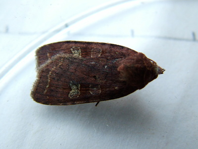 Small Square-spot